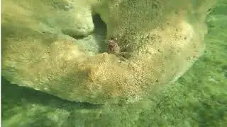 Snorkeling with Honest Eco Tours in Key West