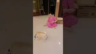 (Mr. Alex) Pug gets a new toy