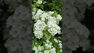 Common Hawthorn - flowers - May 2022