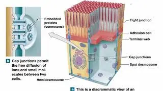 Jeffrey Kiggins Lectures Tissues 1of5