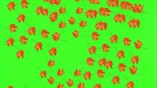 Tree Leaves Falling Green Screen Free Download HD 1080p | Autumn Leaves Falling Green Screen