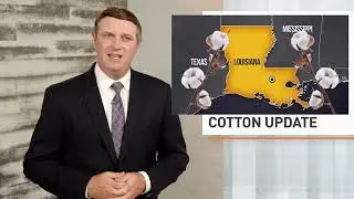Cotton Conditions [July Update]