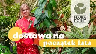 Philek yellow saw, labisia kura kura, syngonium chiapense i kolekcjonery | nowości | Flora Point