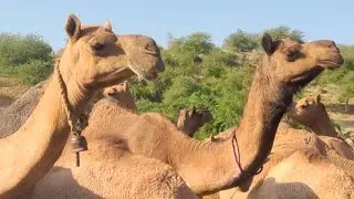 &ldquo;Desert Mystery: A Rare Camel Gathering Caught on Camera! 🐪✨&rdquo;