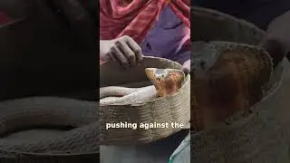 🔍 The Truth Behind How Snakes Move EXPOSED #Shorts
