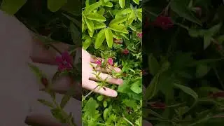 Морозостойкий ароматный жасмин Биса | Winterhart,  aroma - Jasmin Beesianum #жасмин #биса #ароматные