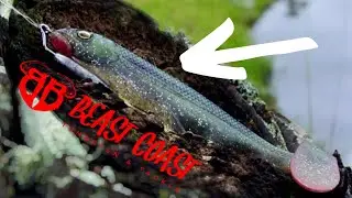 Fishing with the BEAST COAST CREEP