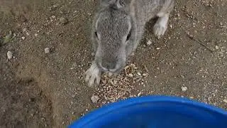 Feeding a desert cottontail rabbit
