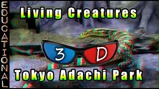 Living Creatures in Tokyo Adachi Park - 3D Anaglyph - Red and blue(cyan) glasses needed