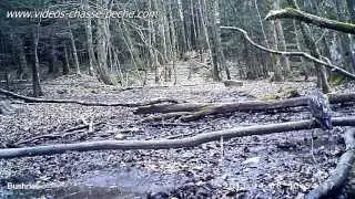 De quel oiseau s'agit-il ? - Bushnell Trophy Cam HD Max 119477