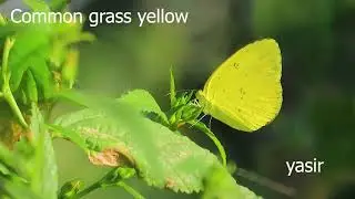 common grass yellow Butterfly challenge#4