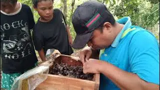 Panen Perdana Madu Kelulut LPHD Senempak