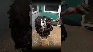 why do vultures always eat carrion ? #shorts