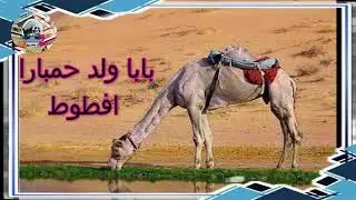 بابا ولد حمبارا  افطوط