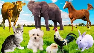 Collection of cute animal sounds: Goat, Cow, Puppy, Chicken, Rabbit, Elephant, Horse - REAL FARM ZOO