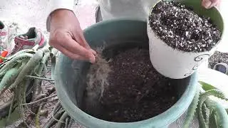 Saving Over Watered Succulents Planting Video /Aloe Vera Arborescens