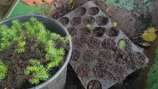 Growing sitka spruce from seed part two: Potting up seedlings.