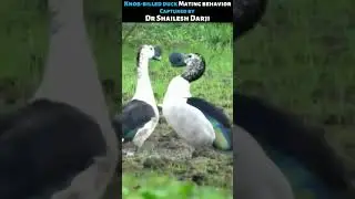 Mating behavior in Knob Billed Ducks #shorts #ytshorts #short #mating #morning_birding