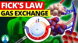 Fick&rsquo;s First Law of Diffusion and Lung Gas Exchange *EXPLAINED*