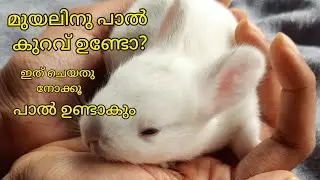 how care bunnies || how to increase rabbit milk