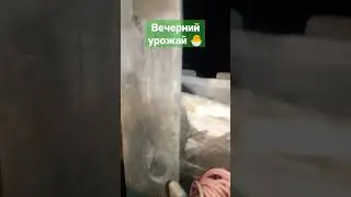 Вечерний урожай 🐣#layinghens #куры #несушки #chicken #яйцо