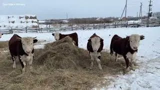 ВОДА ДЛЯ ГЕРЕФОРДОВ ЗИМОЙ