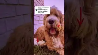 #goldendoodle #dogsoftiktok #doggy #backpack #cyberbackpack #backpacking #tesla #teslatok