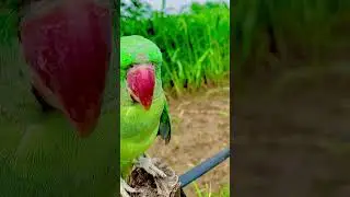 #parr #nonstoptalkingparrot #cute #talkingbird #talkingparrot #휙봐 #birds