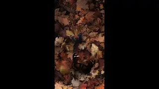 [RDH] nature & fallen leaves and maple leaves & autumn butterfly (Premium Video+AOD)