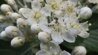 Micro moths, possibly Cocksfoot Moth + beetle on sorbus, St Fittick's, Torry, Scotland 22,5,29
