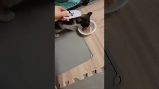 Microchip check & flea treatment 🔍🧐