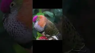The secret dance of the pink-headed fruit dove