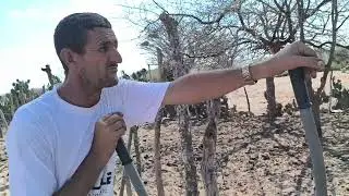 Benedito coloca maniçoba muida pra seu gado 