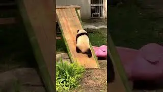 Auau slide fun with panda😁🐼 #auau #trendingshorts #kidsvideo #likeandsubscribe #kidsreels#mastireels