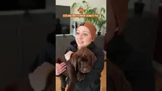 Milo&scaron;ko m&aacute; už aj psa. 😂 Du&scaron;ana. #pes #milosko #lubkakovacik #vtipnevideo