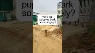 Puppy's Peculiar Bark#dog#funny#funnyanimals#funnypets#animals&nbsp;#pet&nbsp;#foryou