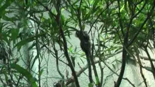 Vit&ouml;rade silkesapor sl&auml;pptes fria i Regnskogen