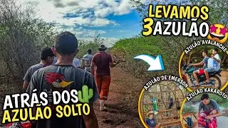 🌵 CAMPEADA DE AZULÃO MAIS OS AMIGOS | ACHAMOS OUTRO CASAL DE AZULÃO! (Só azulão top 🤩)