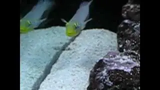 Blue Damsels, Yellow Tang & Blue Cheek Goby.avi