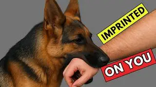 10 Signs Your German Shepherd Sees You as Their Parent (Not Every Dog Owner)