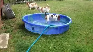 Hunde im Planschbecken