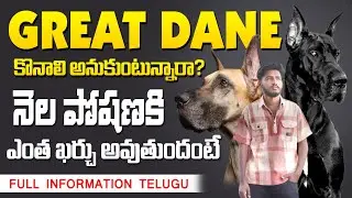 Great dane information telugu || Lenny Kennel's || anantapur || Great Dane Dogs Part 1