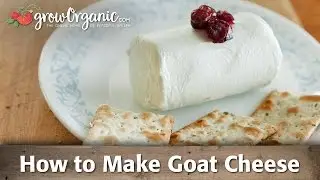 How to Make Organic Goat Cheese