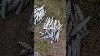😋😃😍itni sari rewa fish #shortsfeed #viral
