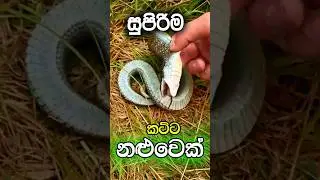 ලෝකේ ඉන්නන කපටිම සර්පයා 🐍🔥| Zombi Snake 🐍#facts #sinhala #virul