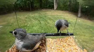 2025 Bird Feeder Behavior – September 1