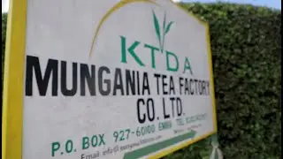 A part of Mungania Tea Factory Fairtrade Projects Documentary By Green Arrow Pictures