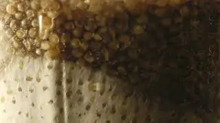 The colonization process of the Grey Oyster Mushrooms