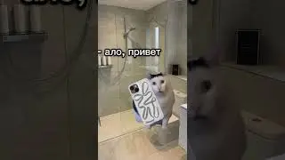 Один день из моей жизни #кот #футаж #котики