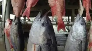 Venice Louisiana Tuna Fishing July 2017 - Hi Res